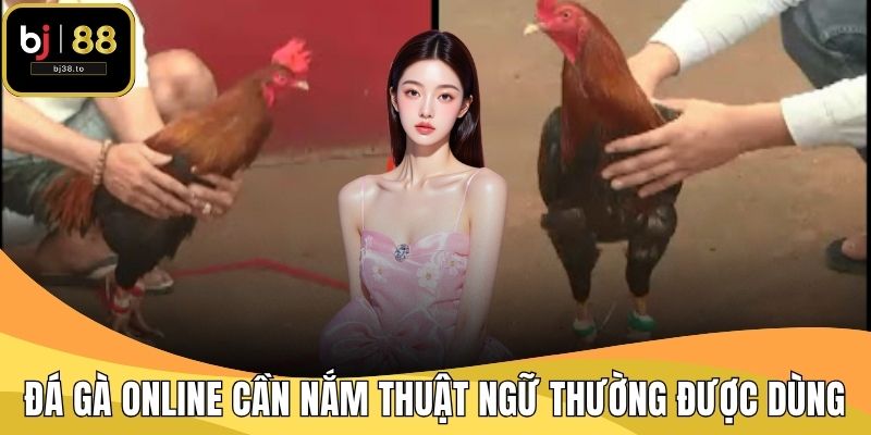 Đá gà online cần nắm các thuật ngữ thường được dùng